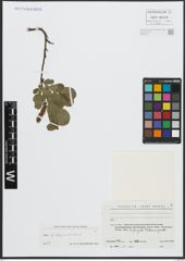 Foto von Salix alpina Scop. x Salix retusa L.
